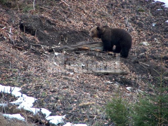 Urşii din pădurile Sucevei vor fi vedete pe National Geographic