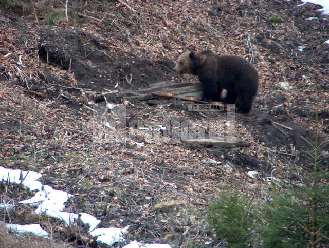 Urşii din pădurile Sucevei, vedete pe National Geographic