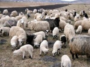 Crescătorii de oi din judeţul Suceava găsesc din ce în ce mai greu ciobani