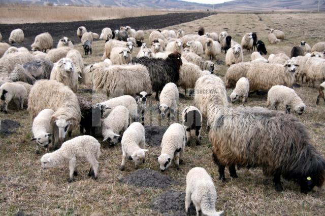Crescătorii de oi din judeţul Suceava găsesc din ce în ce mai greu ciobani