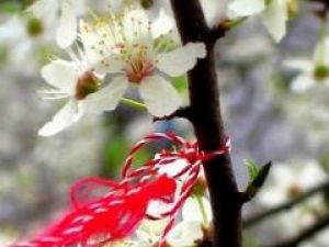 Calendar popular: Mărţişorul, simbol al primăverii