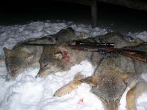 Patru lupi împuşcaţi la Breaza, după ce-au dat iama-n sat