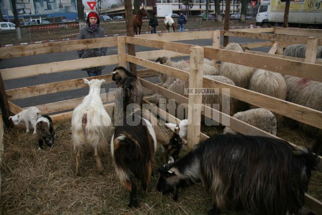 Expozitii de pasari si animale de rasa la Agro Expo Bucovina 2011