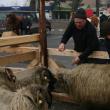 Expozitii de pasari si animale de rasa la Agro Expo Bucovina 2011