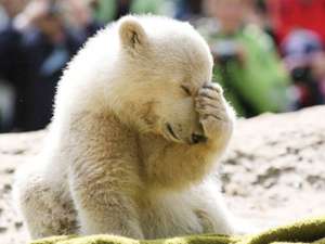 Knut, celebrul urs polar, a murit la grădina zoologică din Berlin