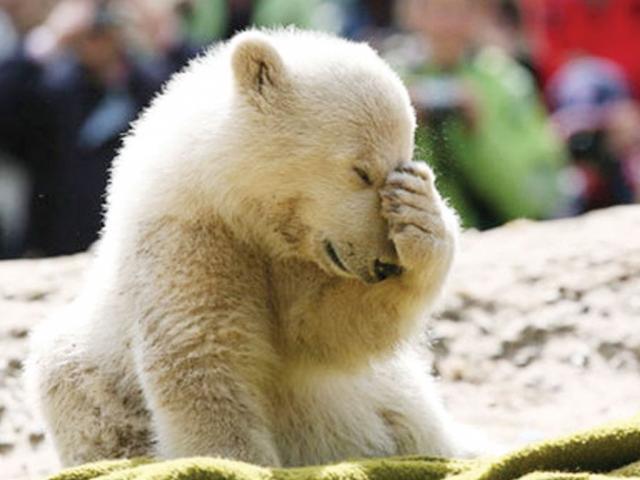 Knut, celebrul urs polar, a murit la grădina zoologică din Berlin