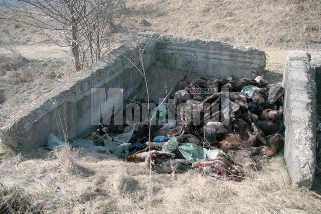 80 de capete de cai au fost aruncate în lunca Sucevei, în apropierea viitorului pod al şoselei de centură