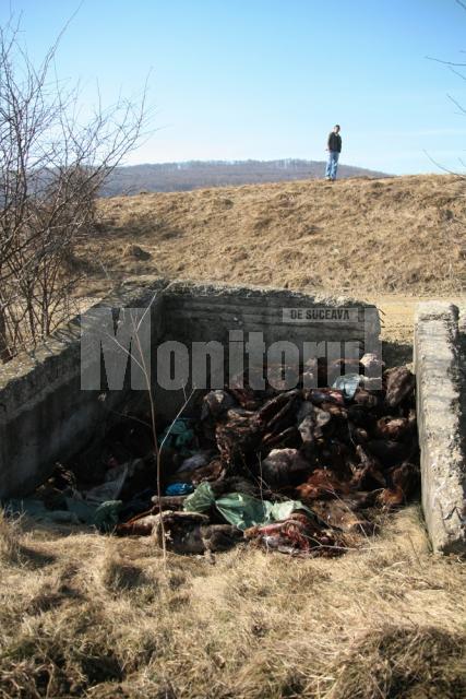 80 de capete de cai au fost aruncate în lunca Sucevei, în apropierea viitorului pod al şoselei de centură
