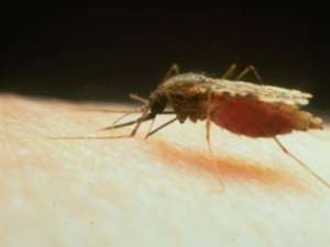Malaria se transmite prin înţepătura ţânţarilor Foto: descopera.ro