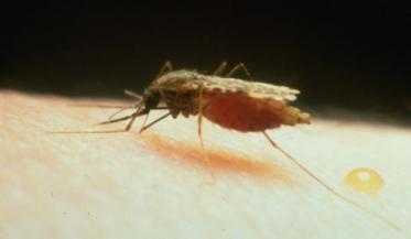 Malaria se transmite prin înţepătura ţânţarilor Foto: descopera.ro