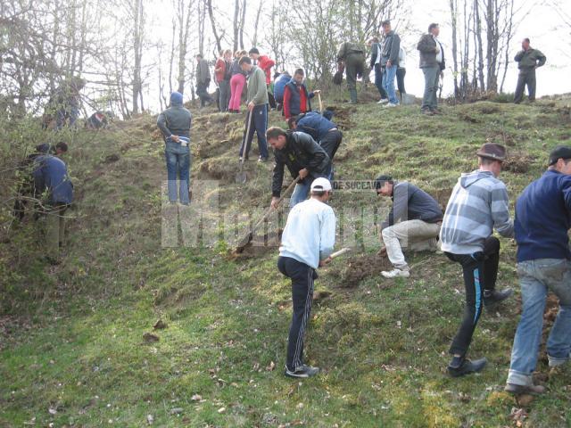 Un hectar de teren aparţinând Primăriei Boroaia a fost împădurit cu puieţi de salcâm