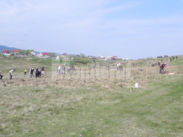 Cinci mii de puieţi de salcâm, plantaţi la Voitinel