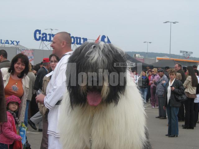 Câinii Ciobăneşti, vedetele concursului de la Shopping City Suceava