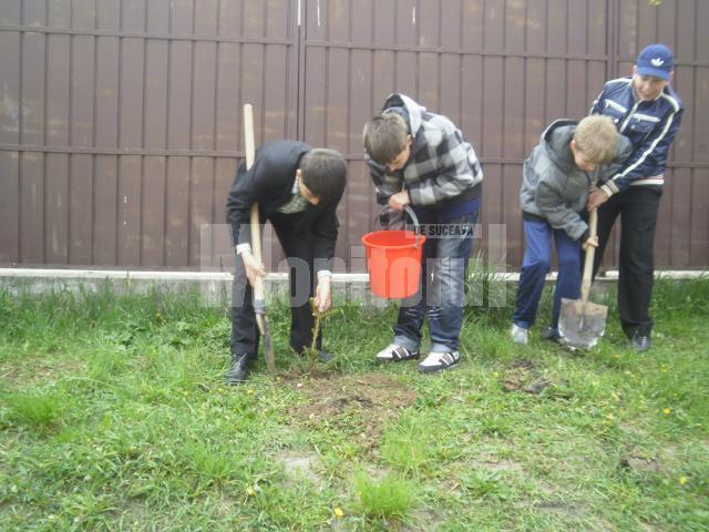 Elevii de la „Miron Costin” au plantat 136 de puieţi de brad