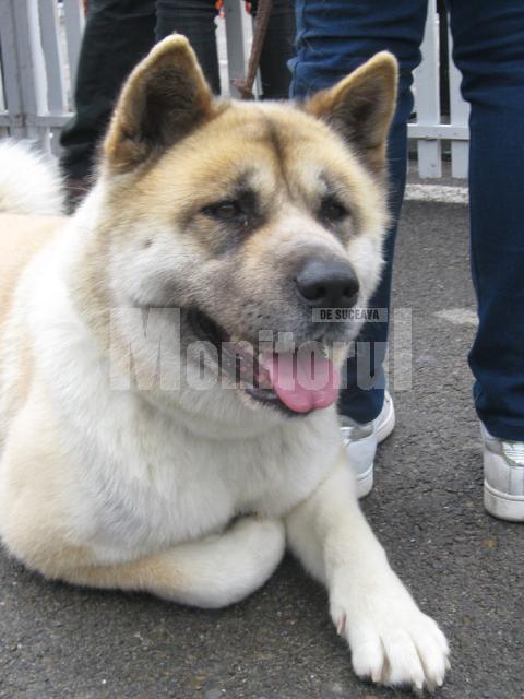 Akita Inu - câinele samurailor