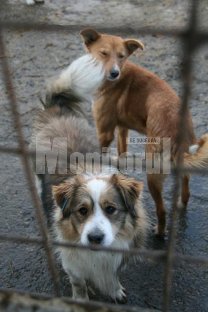 Târgul de adopţii de câini şi pisici care va avea loc sâmbătă, de la ora 13.00, în parcarea Shopping City Suceava