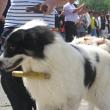 Expoziţie de câini ciobăneşti la Hora Bucovinei