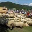 Stanele de oi  au atras o mulţime de vizitatori