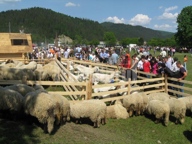 Stanele de oi  au atras o mulţime de vizitatori