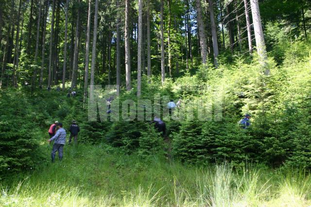 Sute de copaci tăiaţi ilegal, bilanţul controalelor din ultimele zile în pădurile judeţului