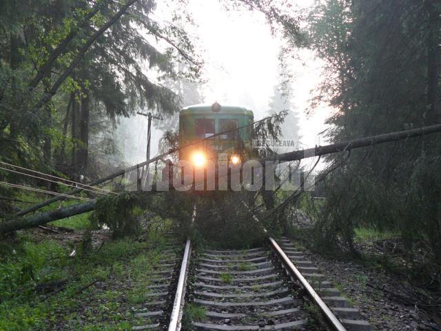 Trenul de Dornişoara, blocat în inima pădurii de copacii căzuţi peste linie