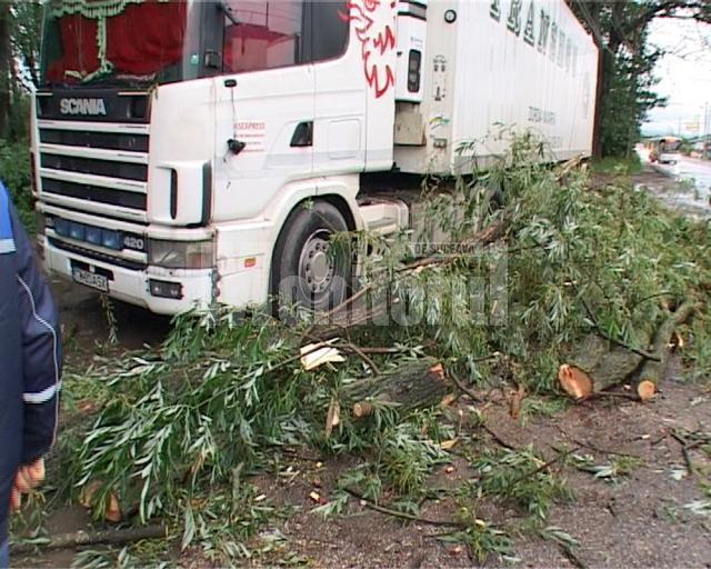Un copac s-a rupt şi a căzut peste un camion staţionat într-o parcare şi peste un microbuz