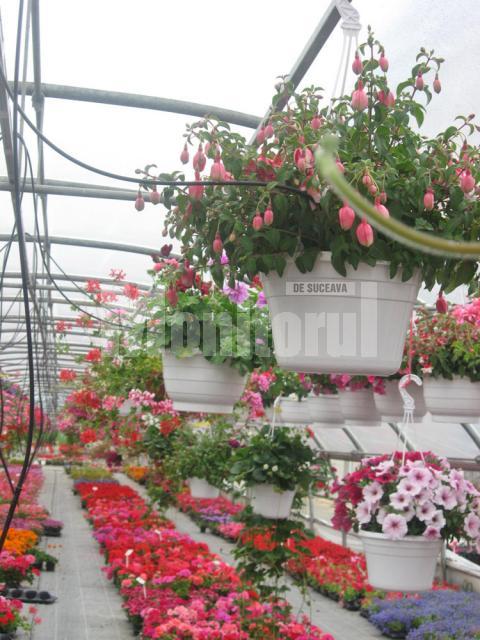 Iubitorii de frumos sunt aşteptaţi la Nico Profi, unde vor descoperi zeci de sortimente de flori pentru exterior