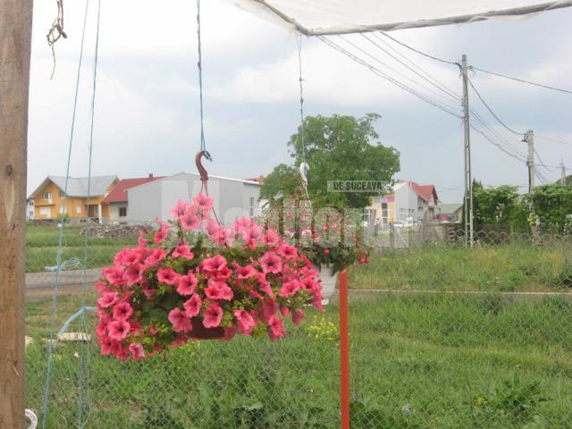 Iubitorii de frumos sunt aşteptaţi la Nico Profi, unde vor descoperi zeci de sortimente de flori pentru exterior