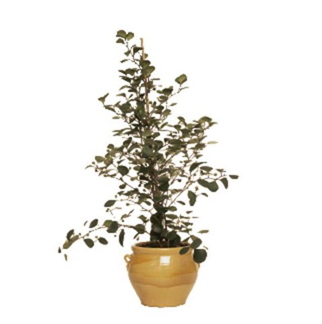 Nivelul de praf de la birou poate fi redus prin prezenţa plantelor cu multe frunze Foto: Practical Pictures