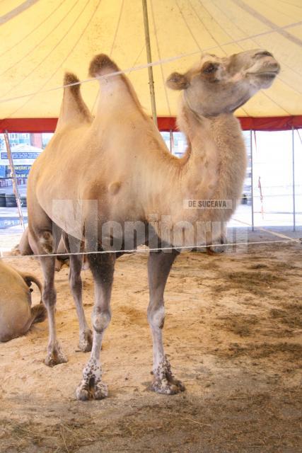 Cămilă din Sahara