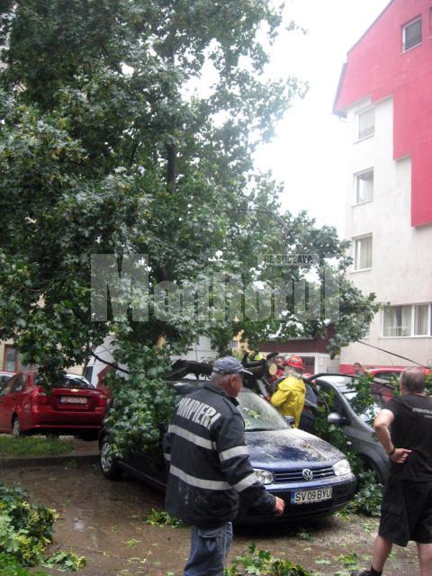Pe Mărăşeşti, un copac a căzut peste două autoturisme