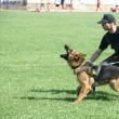 Câinii sunt antrenaţi să atace şi fără comandă dacă colegul de serviciu este la rândul lui atacat