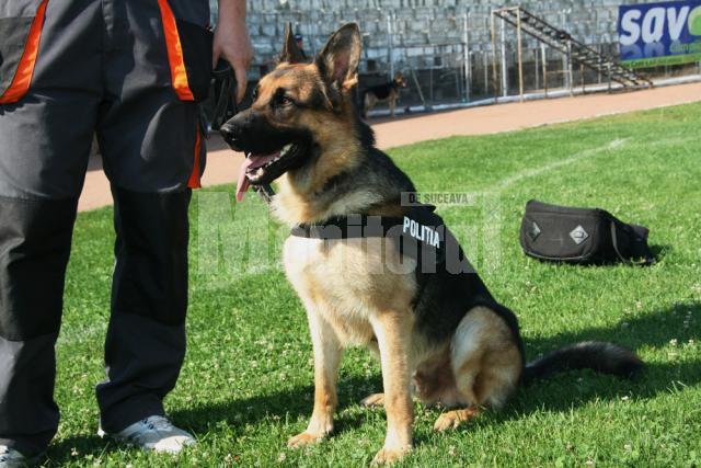 Mok, câinele politist