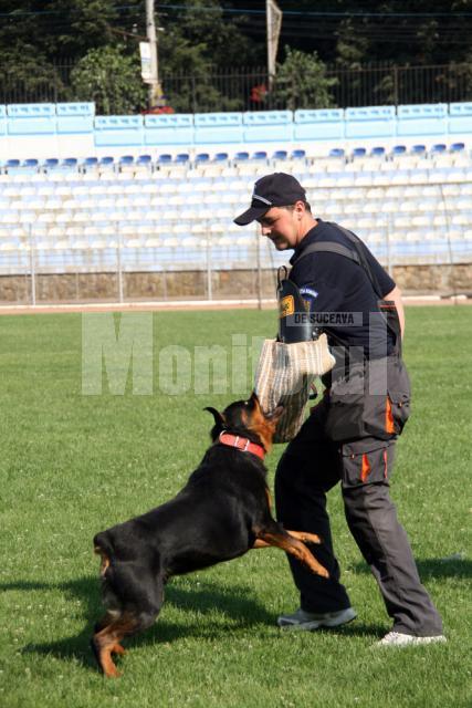 Oscar muşcă cu putere din mâneca de protecţie