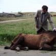 Tot mai multe cazuri de cai maltrataţi la Suceava