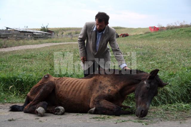 Tot mai multe cazuri de cai maltrataţi la Suceava