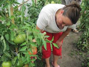 Lenuţa Pintiliuc: Sămânţa pe care am folosit-o este tot de la o roşie care a crescut în grădină la noi