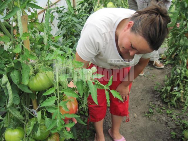 Lenuţa Pintiliuc: Sămânţa pe care am folosit-o este tot de la o roşie care a crescut în grădină la noi