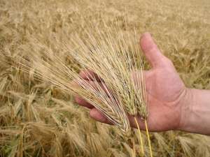 Producţie record de grâu în acest an. Foto: agroinfo.ro