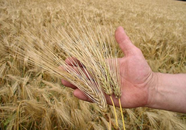 Producţie record de grâu în acest an. Foto: agroinfo.ro