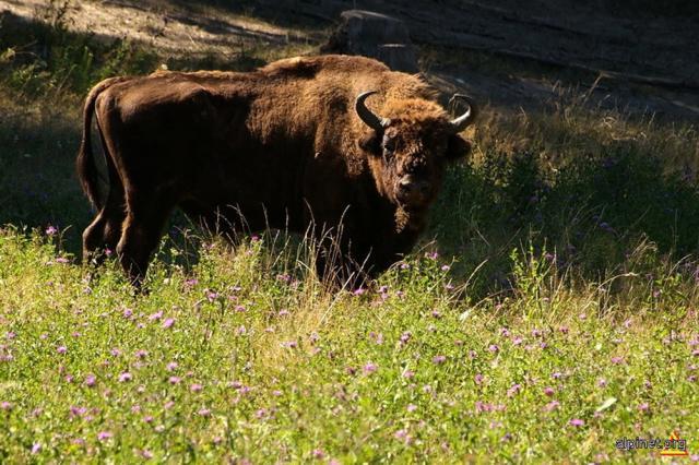 Zimbrul, declarat specie dispărută în România încă din 1800. Foto: Alexandru Hârju