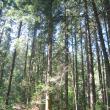 Trunchiurile arborilor se ridica la inaltimi de pina la 60 de metri