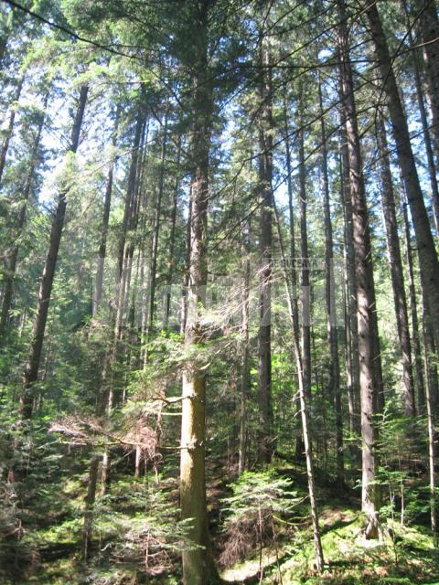 Trunchiurile arborilor se ridica la inaltimi de pina la 60 de metri