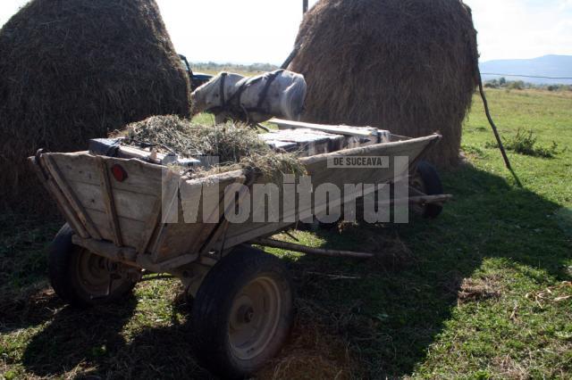 Un cal, un atelaj hipo şi şase mii de pachete de ţigări, reţinute de poliţiştii de frontieră