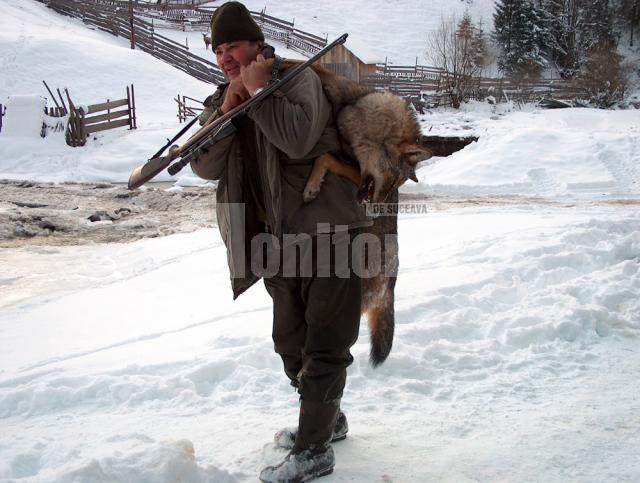 Populaţia de lupi din Suceava este mai mare decât în toata Europa