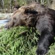 Urs vânat în pădurile Sucevei