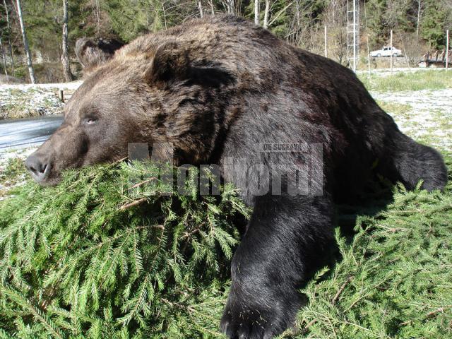 Urs vânat în pădurile Sucevei