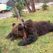Ursul este regele pădurilor Bucovinei