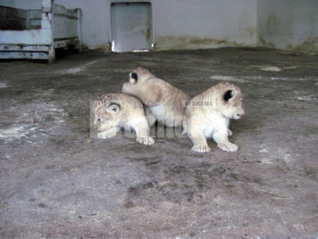 Trei pui de leu fătaţi în Parcul Zoologic din municipiul Rădăuţi