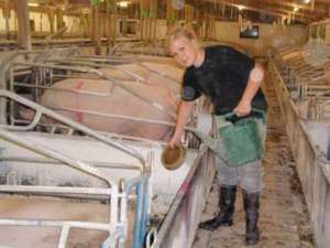 Oferta de locuri de muncă cuprinde şi posturi de lucrători în ferme de creştere a animalelor în Danemarca. Foto: adevarul.ro